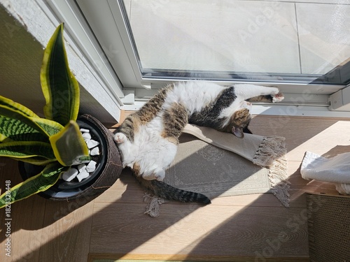 A tabby cat sleeps soundly on its back, belly up, basking in a sunbeam. This top-down photo captures a moment of ultimate trust and feline comfort in a cozy home environment.