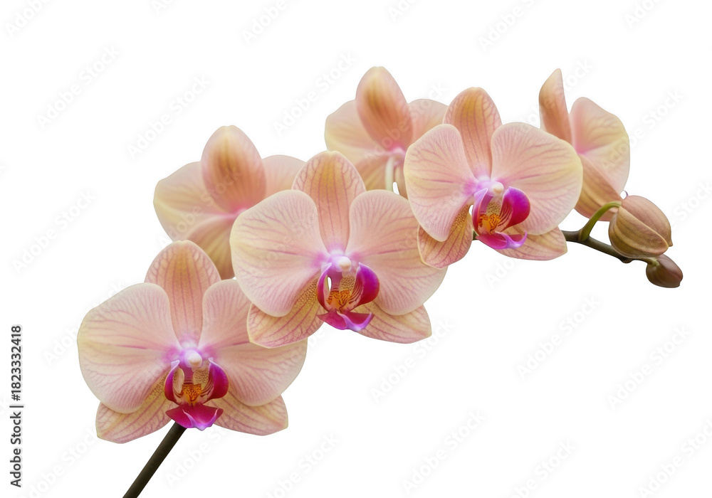 Obraz premium A branch of peach and pink orchids with a transparent background