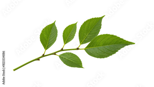 Green ash tree leaf isolated on the transparent background with fresh serrated leaves and branch detail