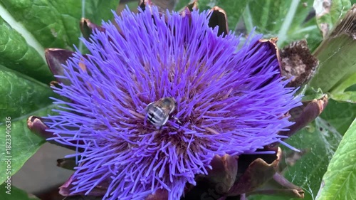 Bee on purple flower, near plan