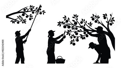 Fruit harvesting silhouettes isolated on white background, Vector