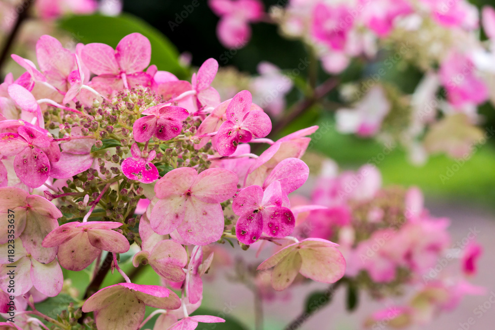 Obraz premium hydrangea pink petiolate. colorful detailed macro photo of a flower on a blurred background with highlights and bokeh. space for text. natural beauty. close-up.
