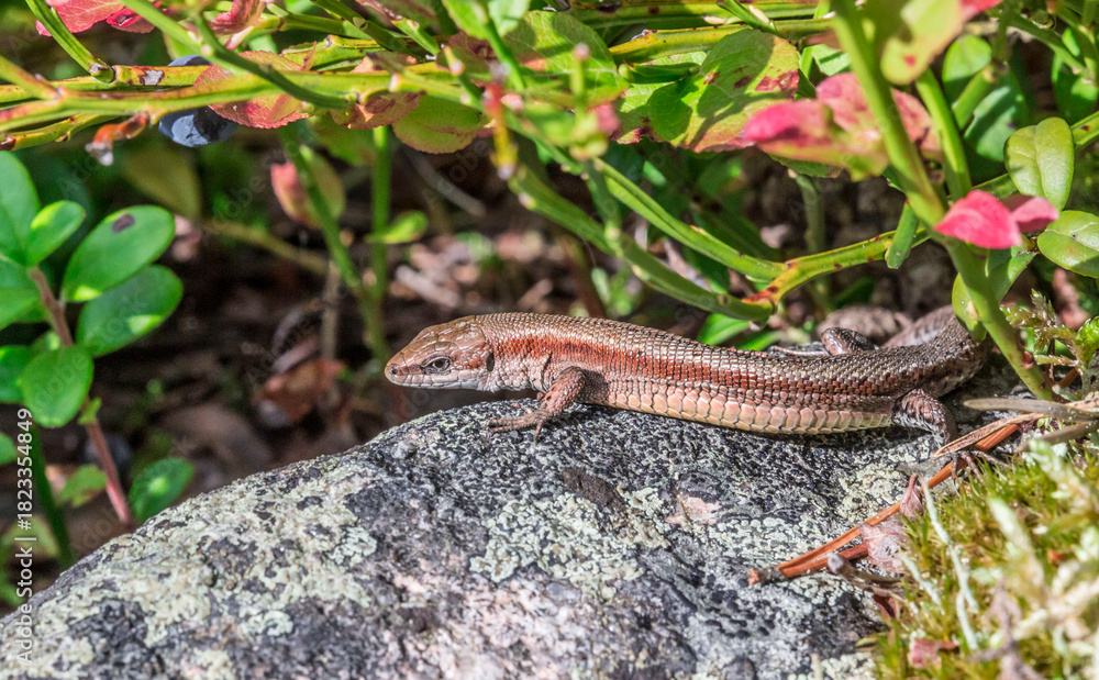 Fototapeta premium forest lizard close-up. detailed photo. screensaver. colorful macro photo of wildlife. screensaver. space for text.