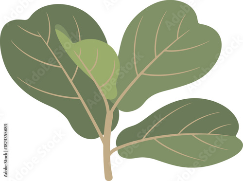 Vibrant Green Fiddle Leaf Fig Plant Branch with Lush Foliage.