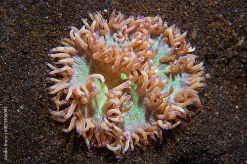 Close up of elegance coral resting on sandy seabed in Lembeh Indonesia