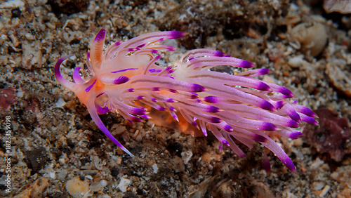 Vibrant purple aeolid nudibranch crawling over sandy Lembeh seafloor