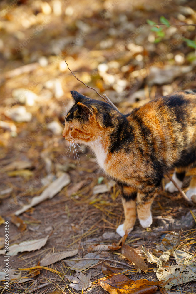 Fototapeta premium 고양이