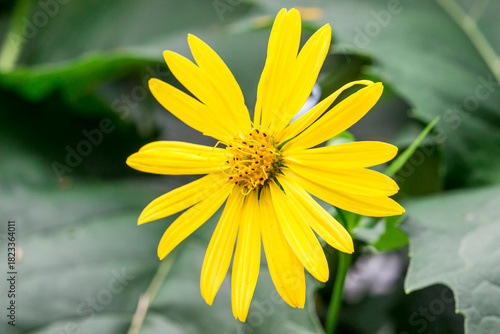 Bilde på lerret bright rudbeckia flowers