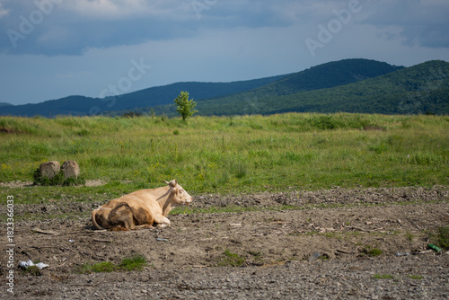 a cow resting in a grassy field with hills in the background.A light brown domestic cow is lying down on a patch of dirt and grass in the foreground