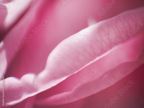 Macro shot of pink rose petal with veins.