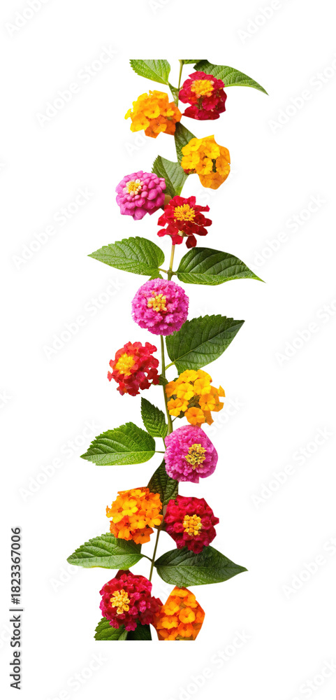 Fototapeta premium Beautiful arrangement of colorful Lantana flowers and vibrant green leaves