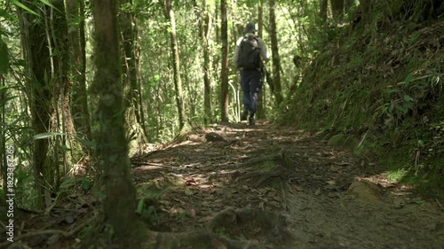 Low tripod shot of a hiker with backpack and poles walking along a root-covered jungle trail in Kinabalu National Park. Leaf litter, dense trees and sloping terrain create a natural rainforest setting