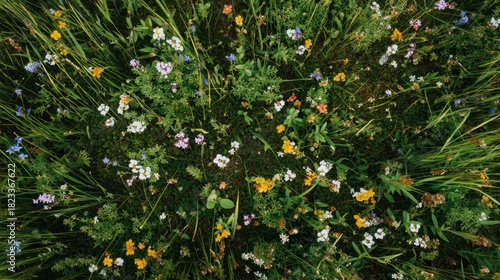 Colorful Wildflower Meadow with Diverse Flora in Natural Setting