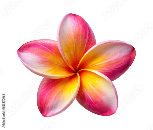 Beautiful and Vibrant Plumeria Flower Exhibiting Stunning Pink, Yellow, and White Coloration