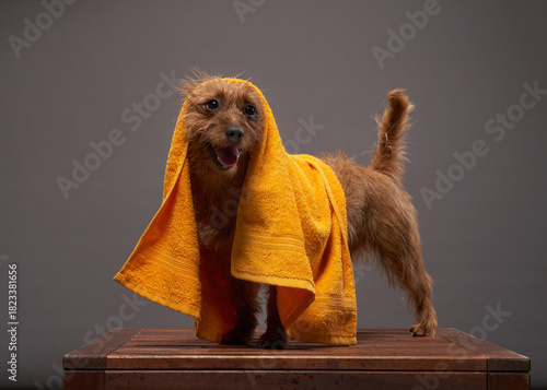 Obraz na płótnie Australian Terrier sits on a wooden platform, draped in a yellow towel