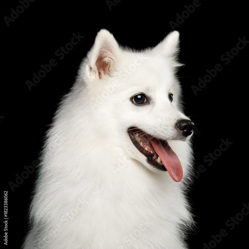 Portrait of Japanese Spitz dog with ipened mouth isolated on black background. profile view