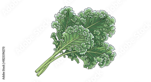 A vibrant illustration of a fresh bunch of green curly kale leaves, ready for cooking or healthy eating.