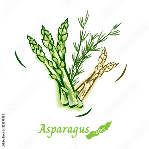 アスパラガスのベクターイラスト｜新鮮で瑞々しい野菜のポップアート素材