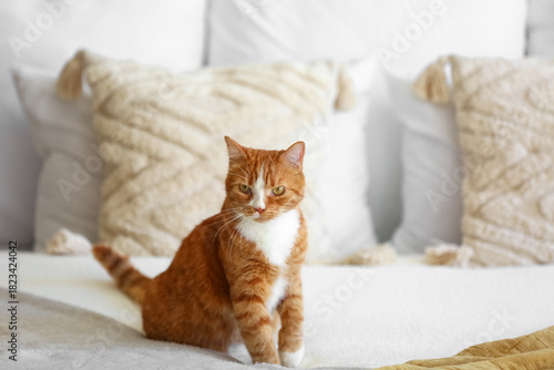 Cute red cat sitting on bed...