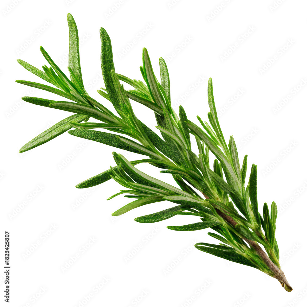 Fototapeta premium Fresh rosemary sprig with green leaves, transparent background