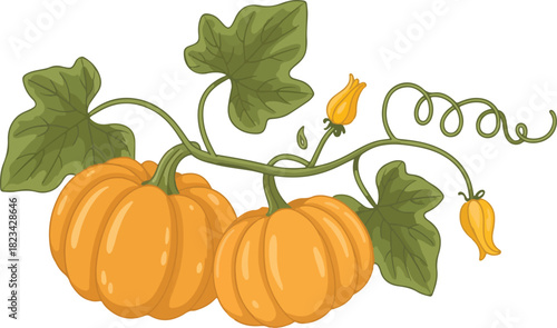 Pumpkins Growing on a Vine Pumpkin, Gourd, Vine, Leaves, Flower, Autumn, Harvest, Vegetable, Plant, Orange, Gardening