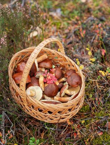Wicker basket filled with wild edible mushrooms in forest