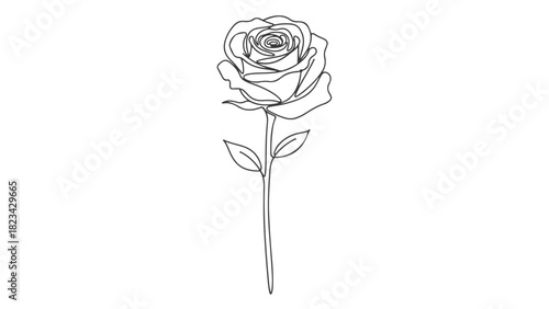 Elegant single continuous line art drawing of a romantic rose flower, a minimalist vector illustration perfect for botanical design c