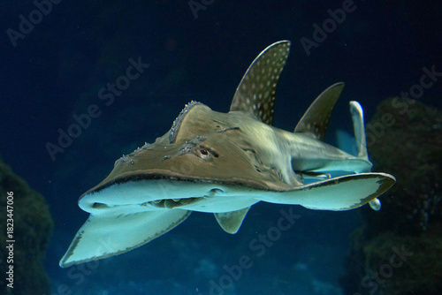 Gitarrenfisch mit offenem Maul