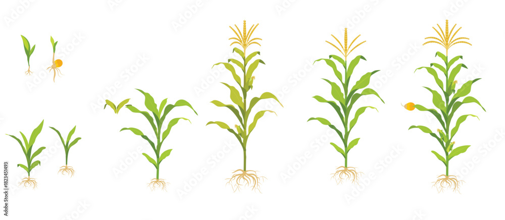 Naklejka premium corn growth cycle in the field seed germination root