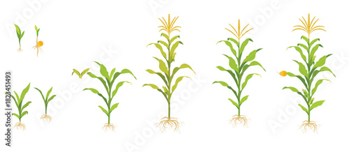 corn growth cycle in the field seed germination root