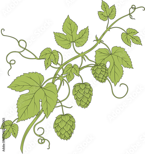 green hop cones with leaves vector illustration