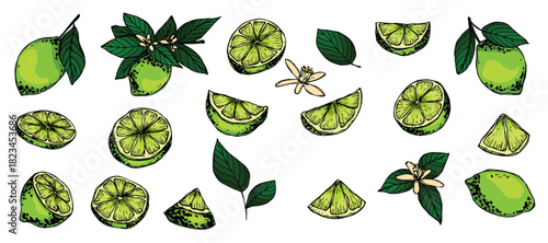 Vector lime clipart. Hand drawn citrus set. Fruit illustration. For print, web, design, decor