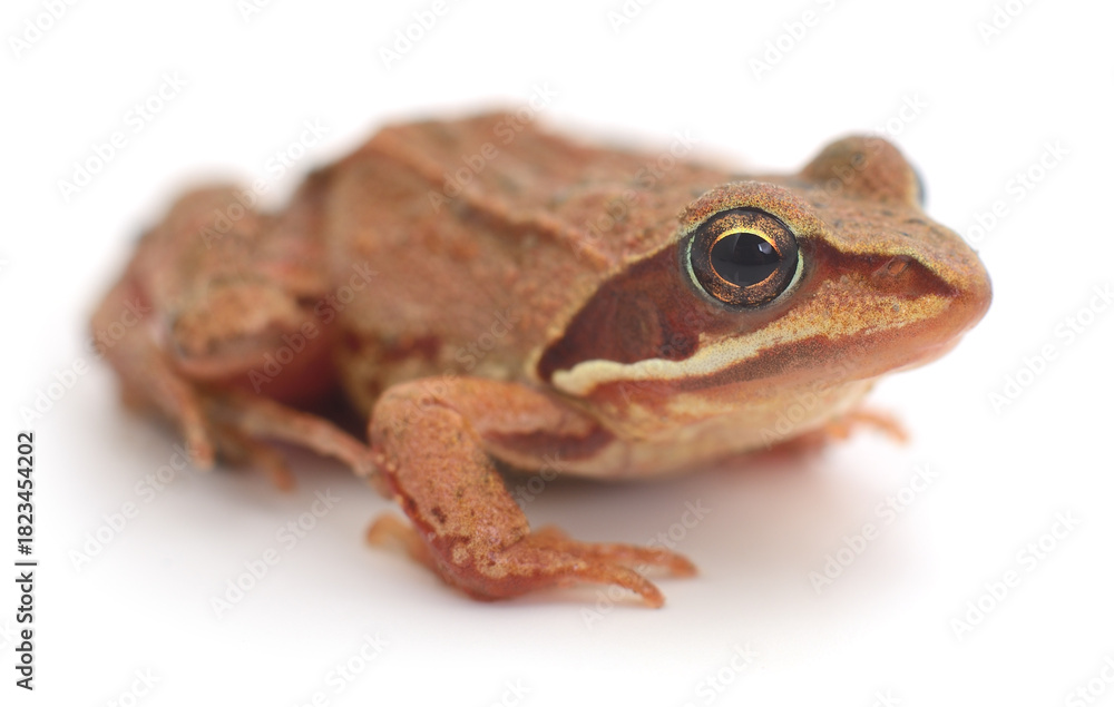 Fototapeta premium Brown frog isolated on white close-up