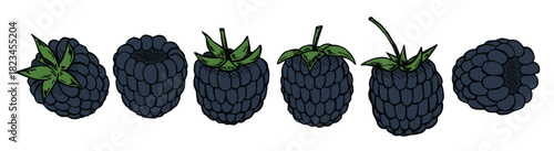 Vector set of blackberry cliparts. Hand drawn berry icon. Fruit illustration. For print, web, design, decor, logo.