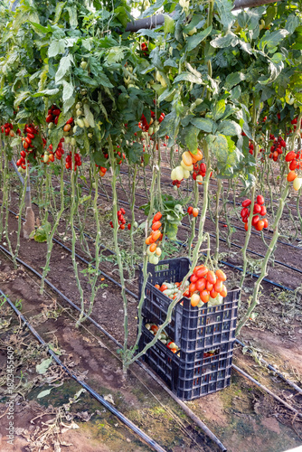 Growing of red salad or sauce tomatoes on greenhouse plantations in Fondi, Lazio, agriculture in Italy in summer, harvest