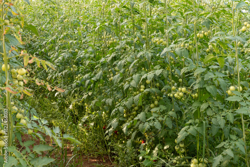 Growing of red salad or sauce tomatoes on greenhouse plantations in Fondi, Lazio, agriculture in Italy in summer