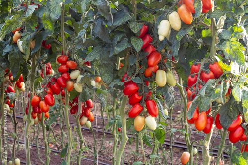 Growing of red salad or sauce tomatoes on greenhouse plantations in Fondi, Lazio, agriculture in Italy in summer, harvest