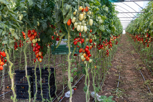 Growing of red salad or sauce tomatoes on greenhouse plantations in Fondi, Lazio, agriculture in Italy in summer, harvest
