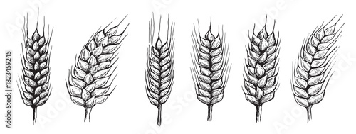 wheat bread ears hand drawn vector illustration