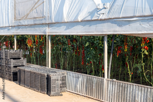 Growing of red salad or sauce tomatoes on greenhouse plantations in Fondi, Lazio, agriculture in Italy in summer, harvest