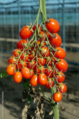 Growing of red salad or sauce tomatoes on greenhouse plantations in Fondi, Lazio, agriculture in Italy in summer, harvest