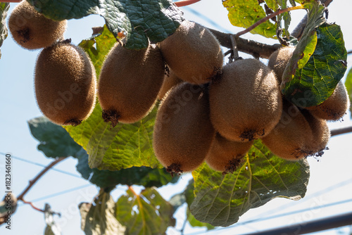 New harvest of golden or green kiwi, hairy fruits hanging on kiwi tree in orchard in Italy, Lazio