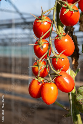 Growing of red salad or sauce tomatoes on greenhouse plantations in Fondi, Lazio, agriculture in Italy in summer, harvest