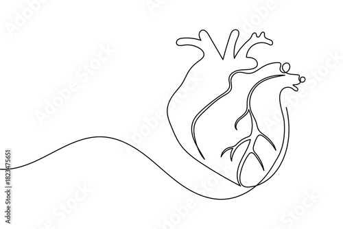 Continuous line drawing of human heart, medical illustration