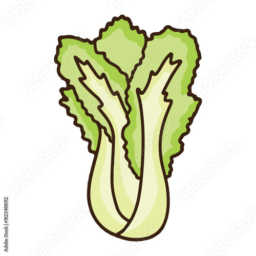colored white cabbage icon