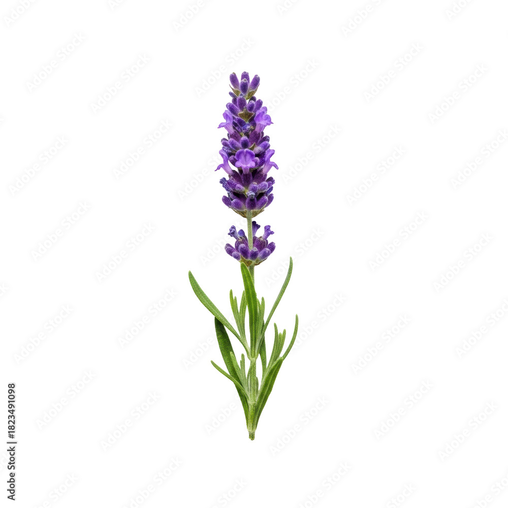 Naklejka premium A single perfectly formed lavender sprig with vibrant purple florets and delicate green leaves, centered on a pristine transparent background, studio product photography, Concept of natural wellness