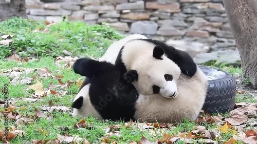 Two Pandas are playing fighting on the green yard, Chnegdu Panda Base, China