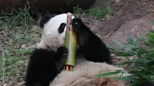 giant panda eating bamboo