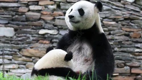 Mother Pana is feeding  her Cub milk, Wolong Panda Base, China