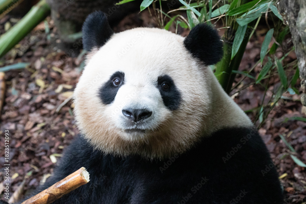 Fototapeta premium Female Panda, Mei Lan, aka Rou Rou, eating Bamboo leaves, Panda Valley, China
